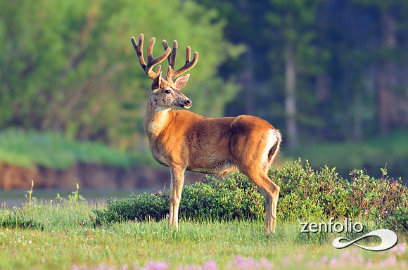 mule deer