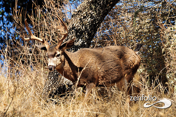 buck