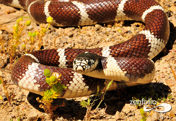 snake