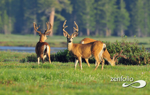 mule deer