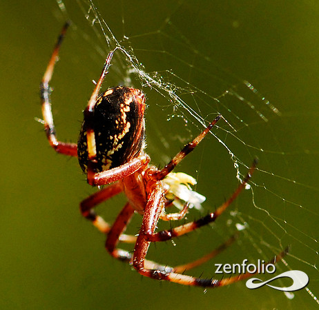garden spider