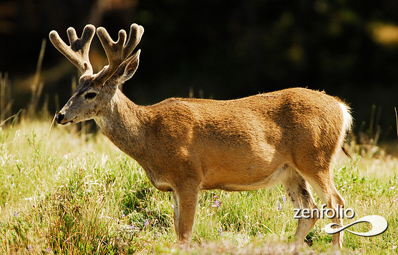 tuolumne mule deer