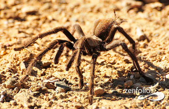 tarantula.