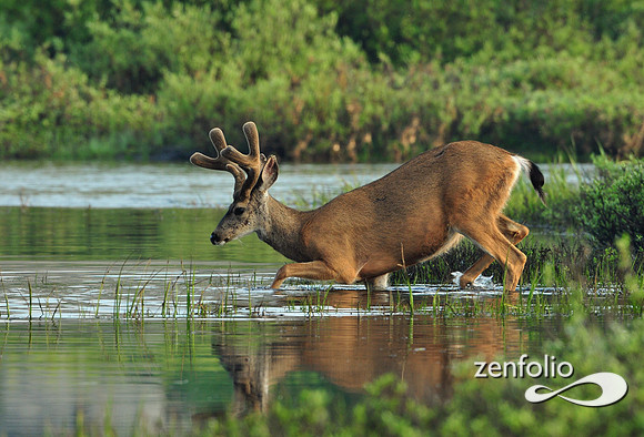 mule deer
