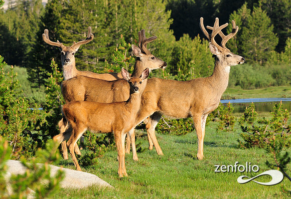 mule deer.
