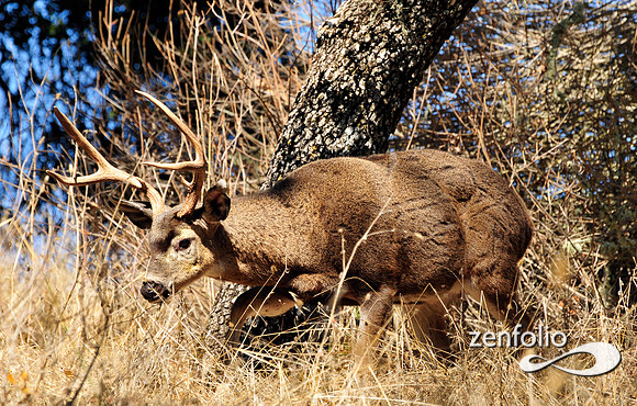 buck.