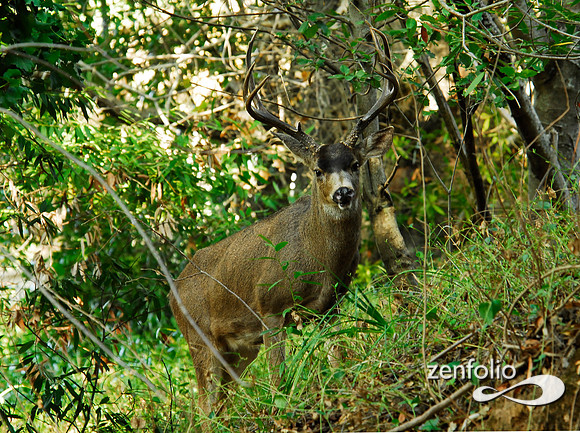 blacktail buck