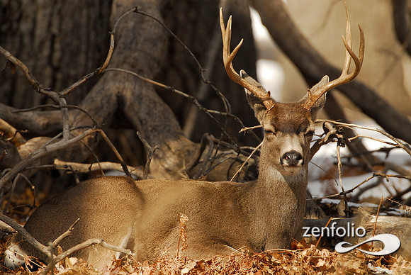 mule deer