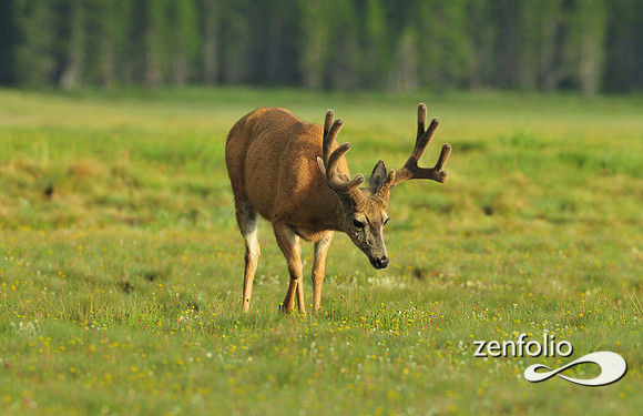 mule deer