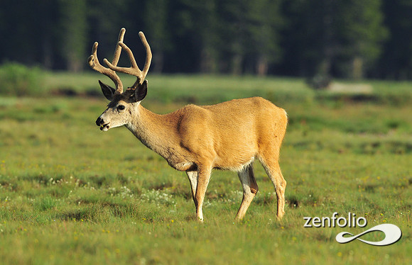 mule deer