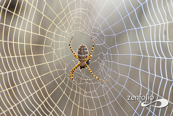 garden spider.