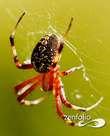 garden spider