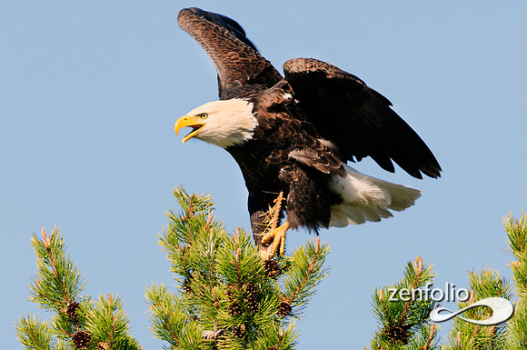 bald eagle landing.