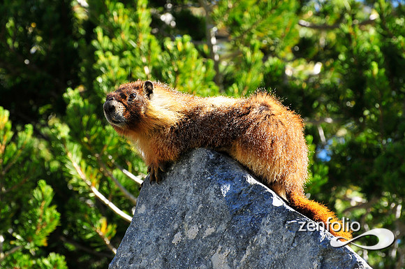 marmot.