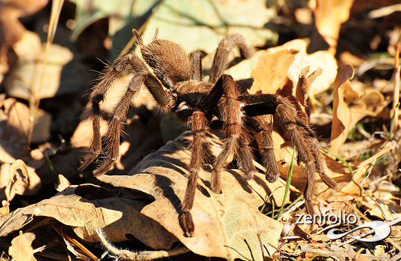 tarantula.