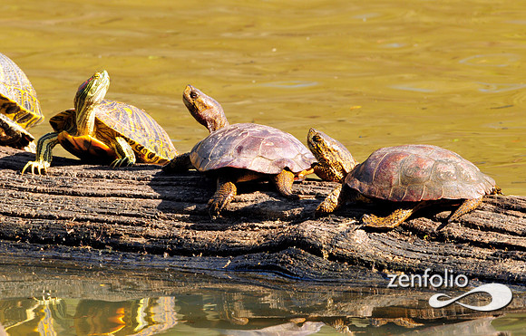 turtles