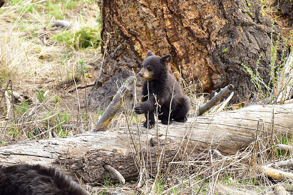 black bears with cubs 2018 (62)