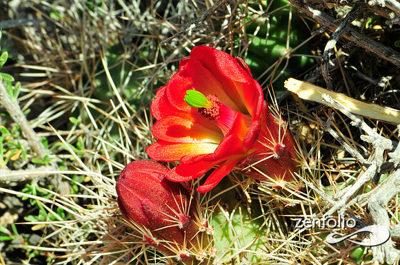 claret cup cactus.