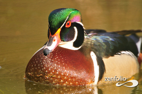 wood duck