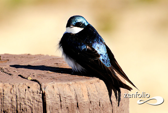 tree swallow.