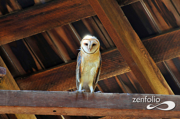 barn owl.