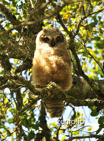 owl