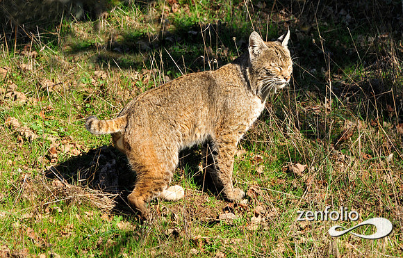 bobcat.