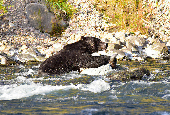 lehardey rapids grizzly (16)