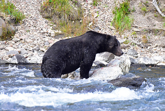 lehardey rapids grizzly (5)