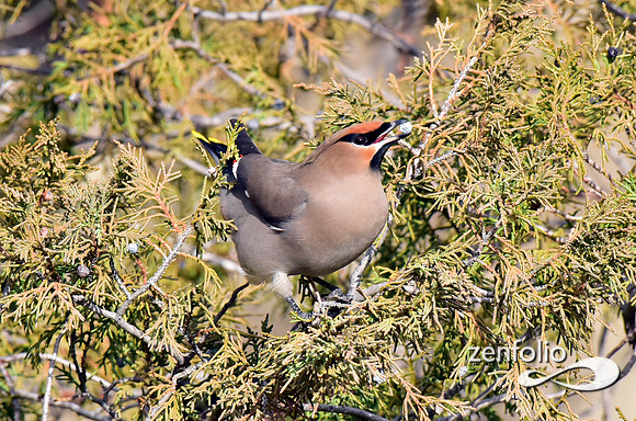 bohemian waxwings (13)