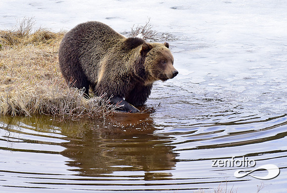 blacktail grizzly,spring 2017 (111)