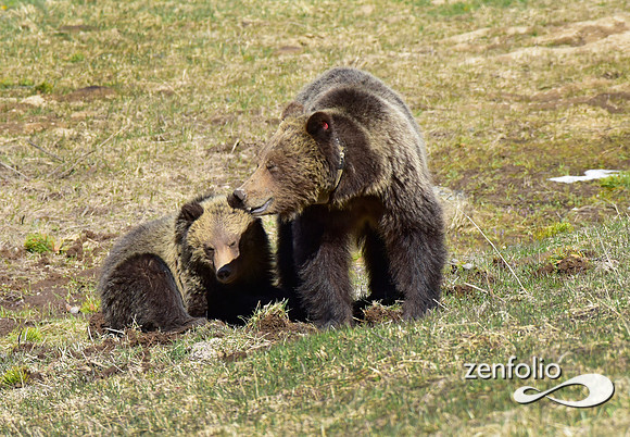 grizzly with yearling cub (2)
