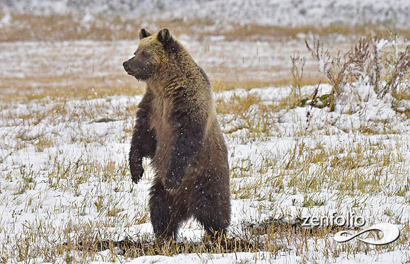 young grizzly bear (2)