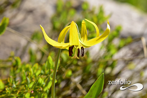 glacier lilly (6)