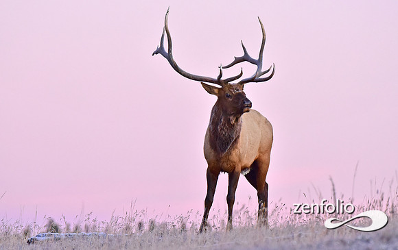 monster bull elk (36)