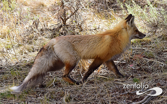 red fox (15)