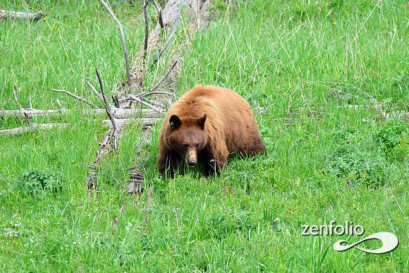 cinnamon bear