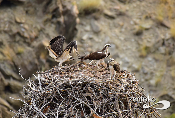 nesting ospreys (11)