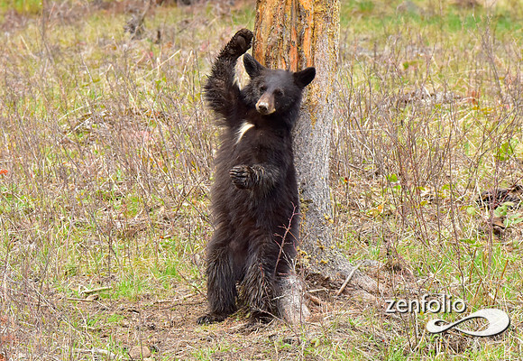 black bears (15)