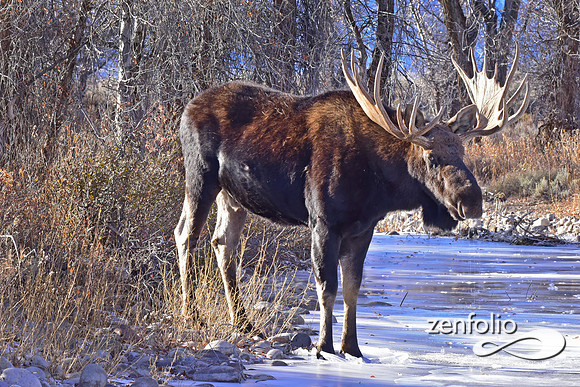 bull moose (70)