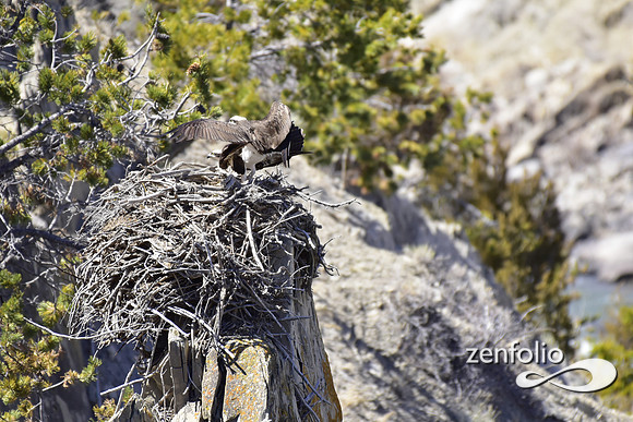 ospreys nesting (40)