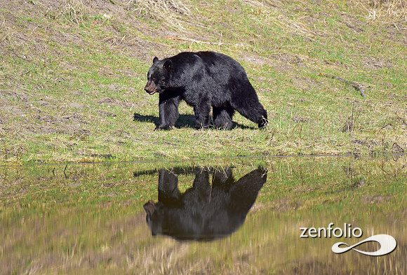 male black bear