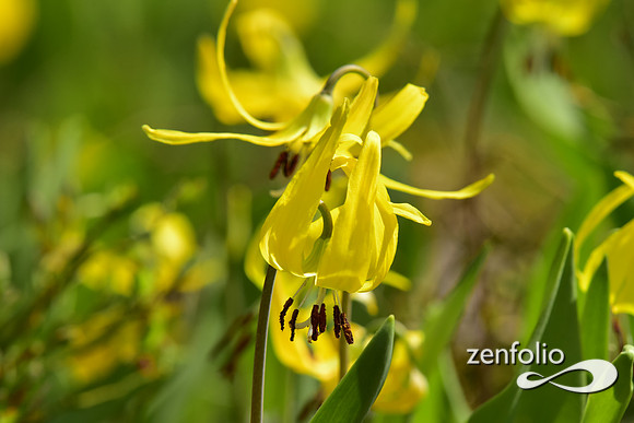 glacier lilly (9)