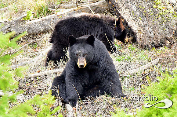 calcite spring black bears (29)