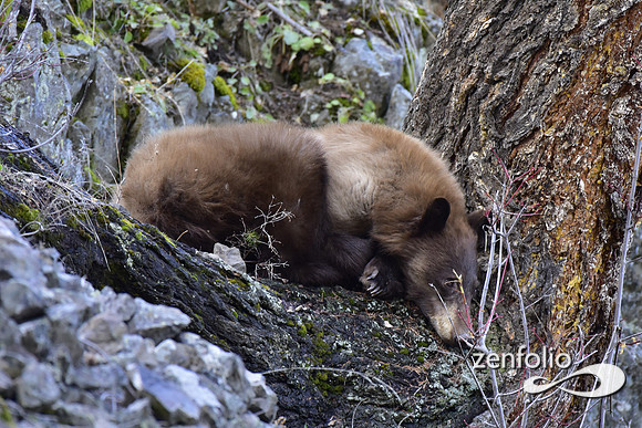 sleepy bear (29)