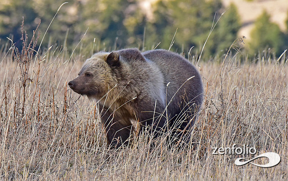 grizzly (9)
