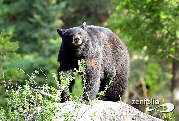 female black bear