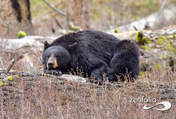 black bears (33)