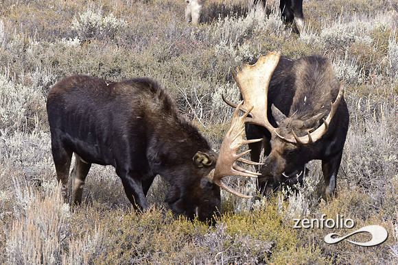 bull moose (194)