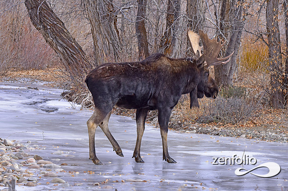bull moose (144)